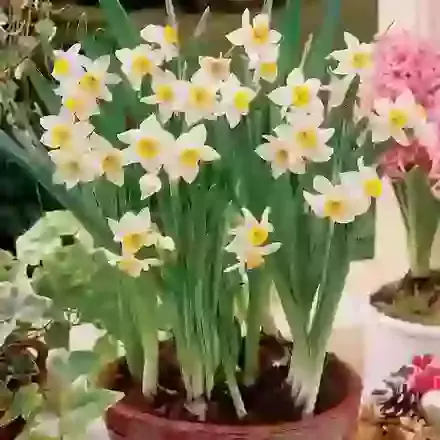 Chinese Sacred Lily